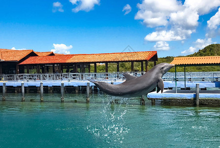 海豚馆里的海豚从水中跳出来在加勒比海为图片