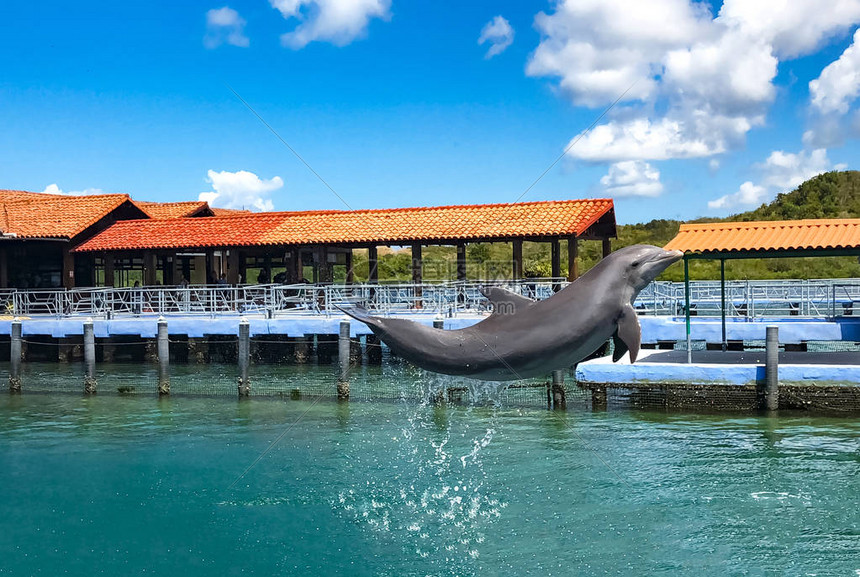 海豚馆里的海豚从水中跳出来在加勒比海为图片