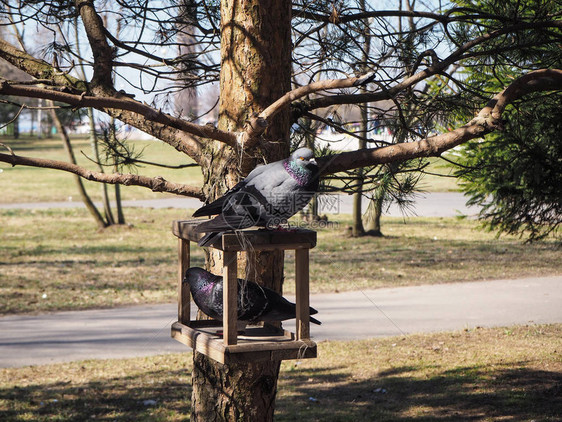 几只鸽子在喂鸟器上等待食物图片