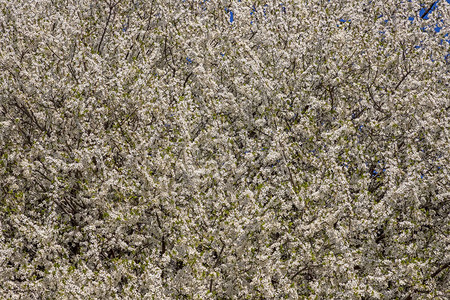 春天的花朵树季节植物本背景图片