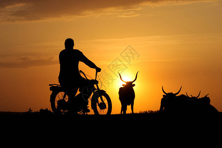 在摩托车上骑着牛的休美月听到图片