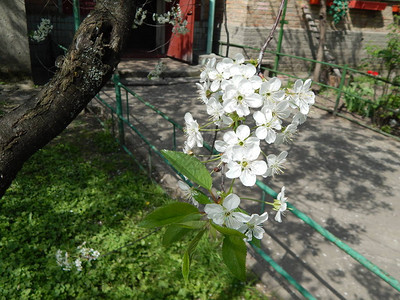 虎皮青椒花园在春天开花在树枝上背景