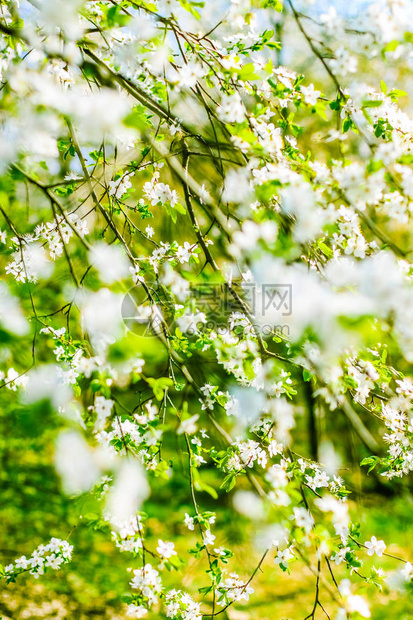 花美梦幻花园自然风光理念樱花春暖花开图片