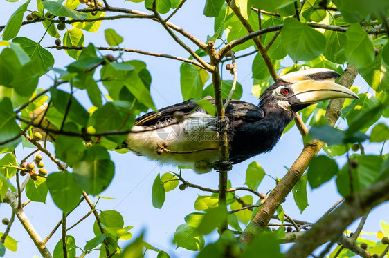 东方男PiedHornbill在图片