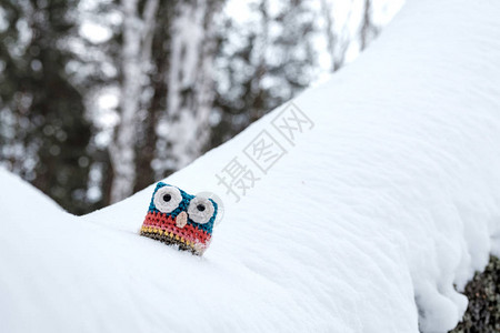 冬天在森林中落雪的树上图片