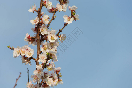 一棵杏树的春天开花春天开花美丽的春天春天的杏树图片