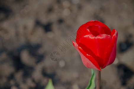 在特写镜头的红色郁金香打开和关闭芽郁金香来自四面八方的鲜艳郁金香花春天假期的鲜花图片