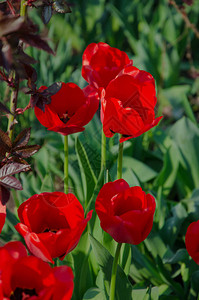 在特写镜头的红色郁金香打开和关闭芽郁金香来自四面八方的鲜艳郁金香花春天假期的鲜花图片