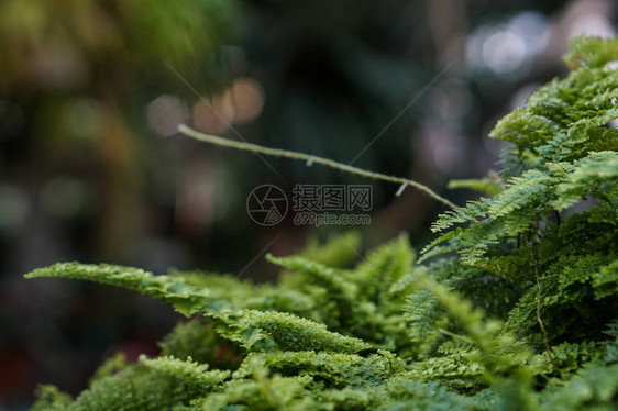 Fern叶绿自然植图片