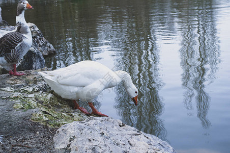 白鸭子想用冰水洗澡图片