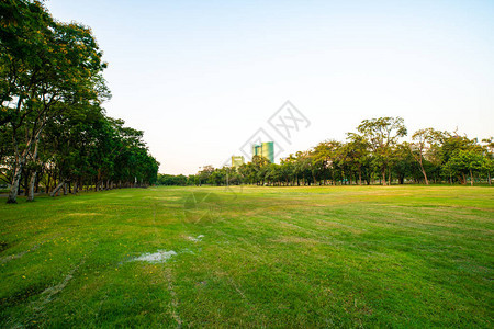 美丽的绿地在城市公园的日背景图片