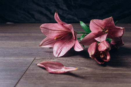 一束粉红色的百合花在光线下在一张质朴的木制桌子上的黑色背景上图片