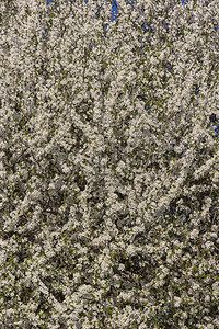 春花树季节植物自然背景春天成分垂直视图等图片