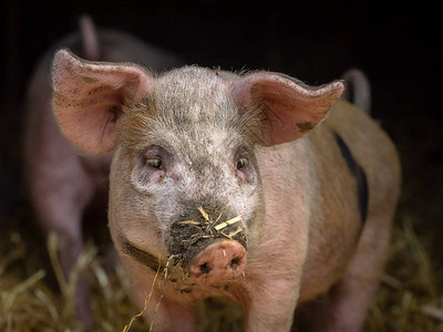可爱的粉红猪站在农场的谷仓里图片
