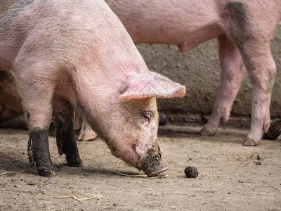 在农场觅食的大可爱粉红猪图片