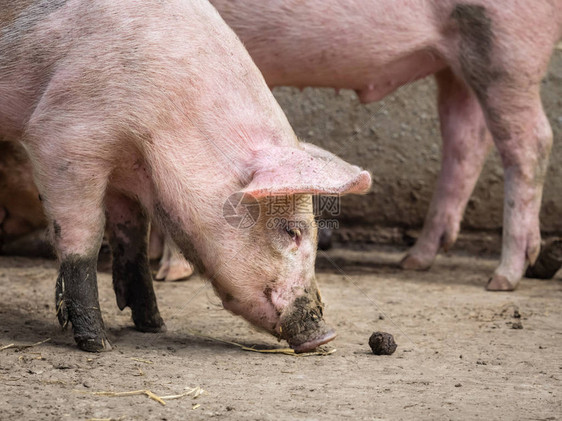 在农场觅食的大可爱粉红猪图片