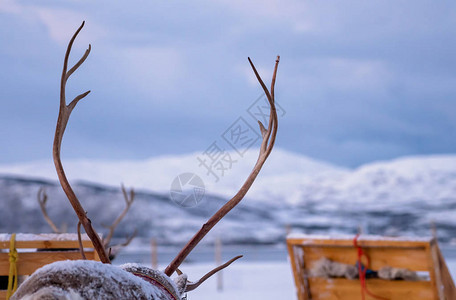 挪威北部Tromso地区背景冬季雪地的游客在雪橇前骑着大批驯鹿图片