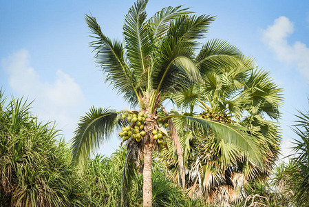 蓝色天空背景的热带花园中的椰子图片