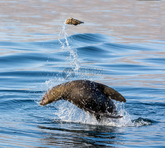 在南非假湾捕捉海豹的图片