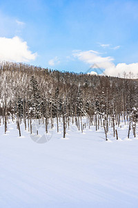 美丽的户外自然景观在日本北海道冬季雪图片