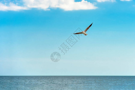 海鸥在蓝天上飞过海水图片