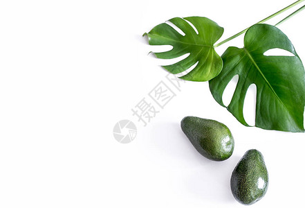 带热叶子的Avocado白背图片