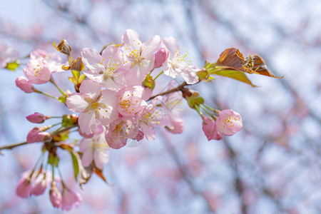 樱花之春图片