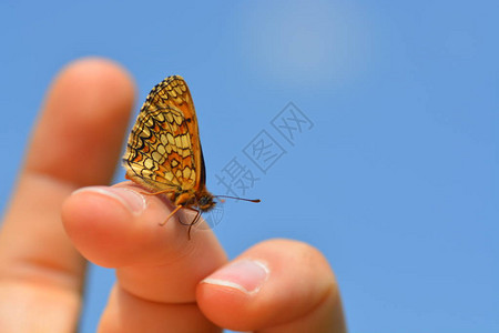 蝴蝶坐在手指上图片