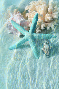 夏季海滩上的贝壳和海星在海水中夏季背图片