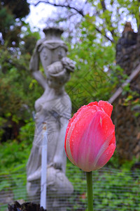 秋夏中雨天的花园朵很漂亮绿地风景也很好图片