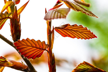 春树叶颜色唤醒孤立的艺术植物夏花图片