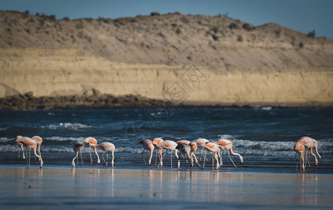 在半岛海岸觅食的火烈鸟群背景图片
