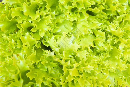 绿色莴苣质地的鲜切叶图片