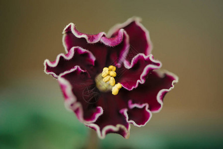 美丽盛开的紫罗兰花特写图片