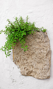 墙上的植物景观图片