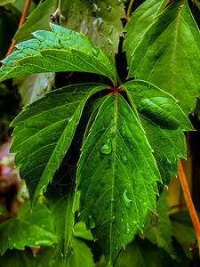 雨后的露珠在树枝上的藤叶特写图片