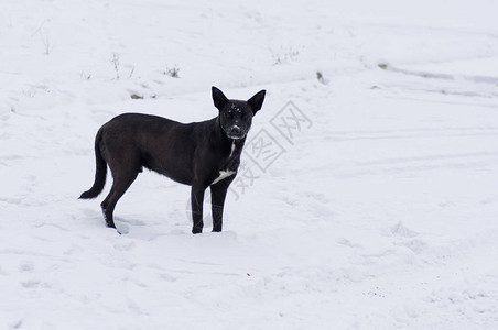 黑混血的流浪狗守护着其领土站在清雪上图片