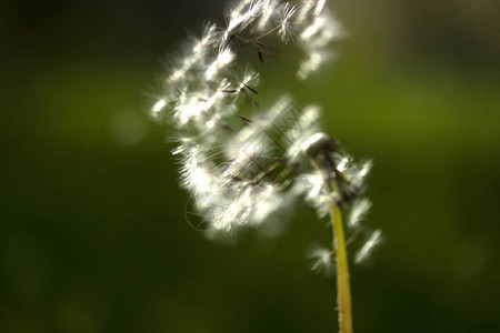 花园里的蒲公英种子图片