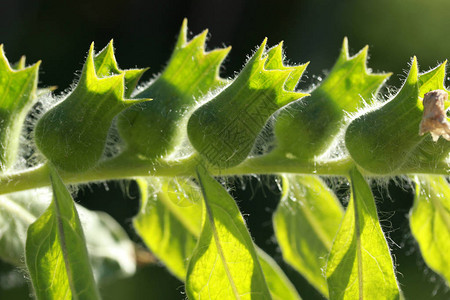 Hyoscyamus有毒植物Hyoscyamus图片