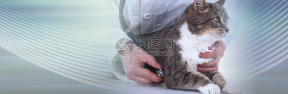 在兽医诊所对猫进行检图片