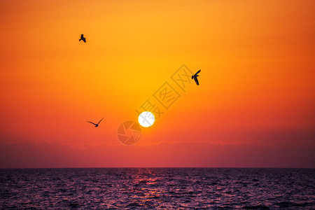 海上日出飞翔的鸟儿和闪耀的海浪图片