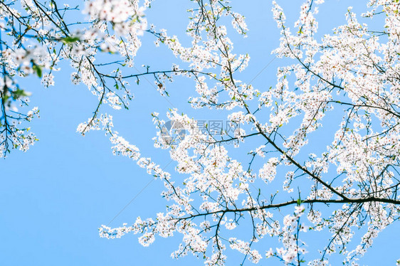 花美梦园与自然风光概念樱花与蓝天白图片