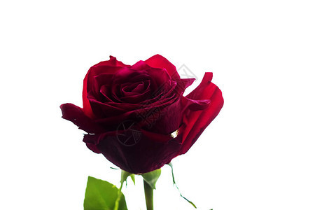 红玫瑰花蕾特写孤立在白色背景上图片
