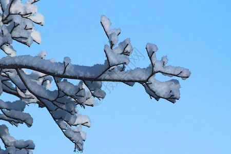 白雪覆盖的树枝蓝天背景背景图片