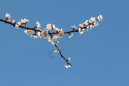 在模糊的蓝天背景下春天开花的杏树的枝条选择图片