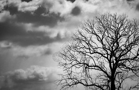 节之夜绝望绝望悲伤和哀叹的概念可怕的森林万圣节日背景上的戏背景