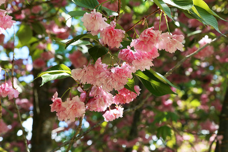 春天在城市公园盛开的日本樱花图片