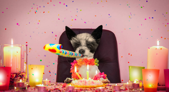 生日快乐的狗图片