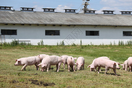一群小猪在草地上吃新鲜绿草图片
