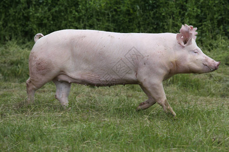 在牧场上的农村养猪场上的小粉红图片